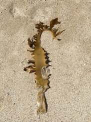 Sea Dragon Kelp