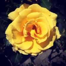spring rose2