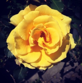spring rose2